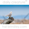 Snowy Owl (Bubo scandiacus) Dungeness Spit, Dungeness National Wildlife Refuge, Washington, USA.
