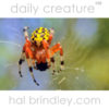 Marbled Orb Weaver (Aneus marmoreus) on web with captured fly. Chapel Hill, NC, USA