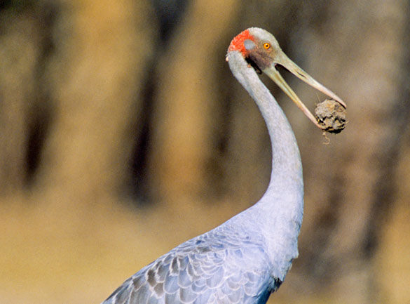Brolga (Grus rubicunda) With dirt ball in mouth. Kakadu National Park. NT, Australia