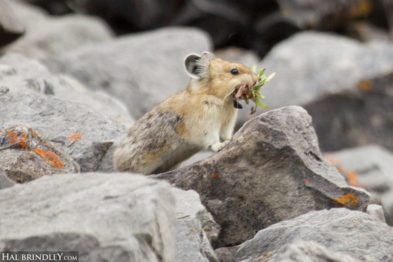 timberleaf pika timberleaf pika