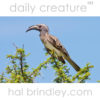 African Grey Hornbill (Tockus nasutus) Etosha National Park, Namibia
