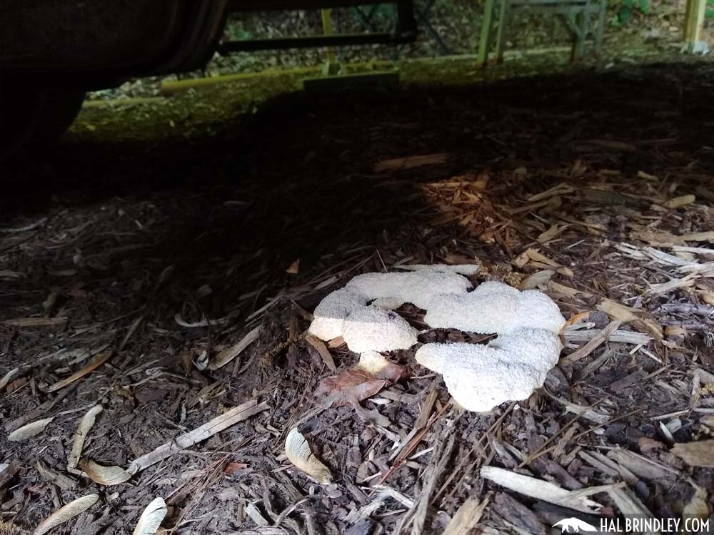 a slime mold under the camper