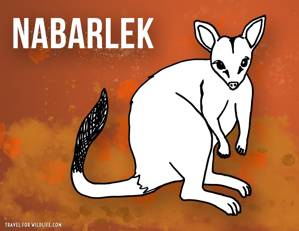 Nabarlek: animals beginning with n