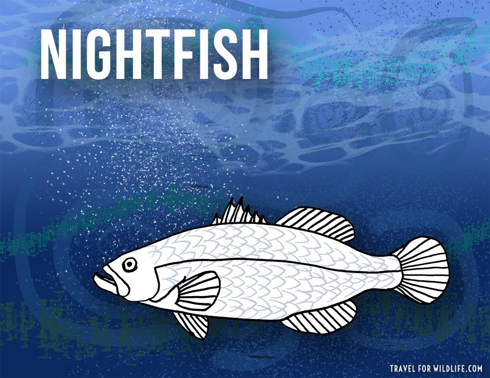 Nightfish