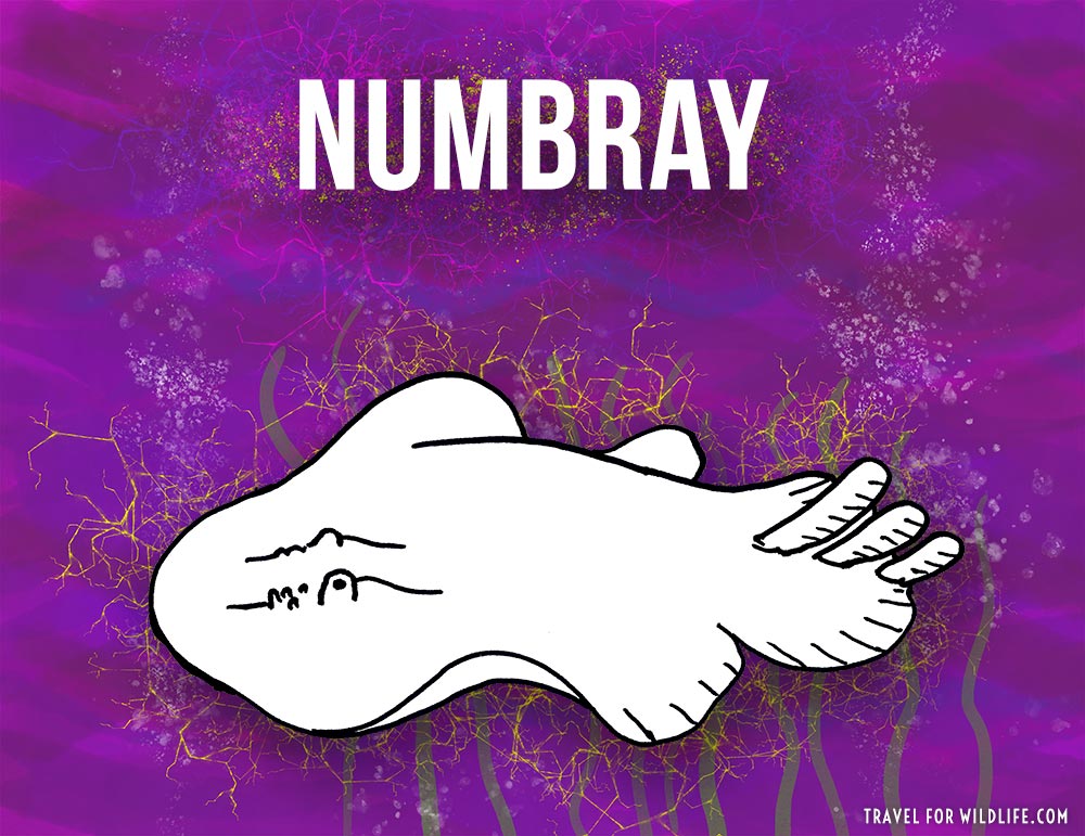 Numbray