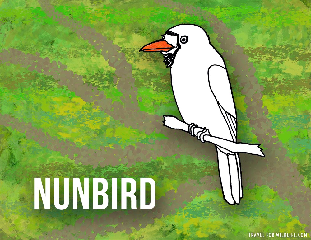 Nunbirds