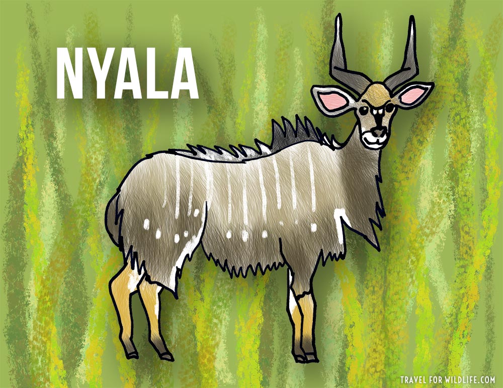 Nyala: animals that start with n