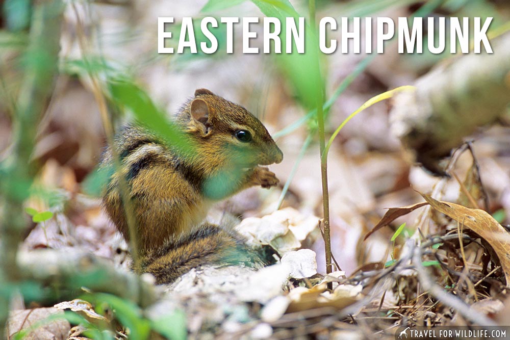 eastern chipmunk