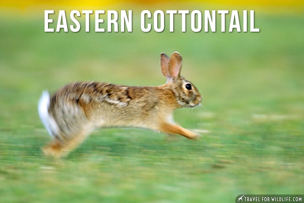 eastern cottontail
