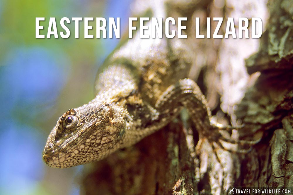 eastern fence lizard