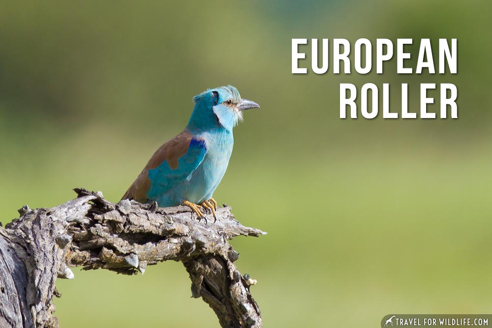 european roller