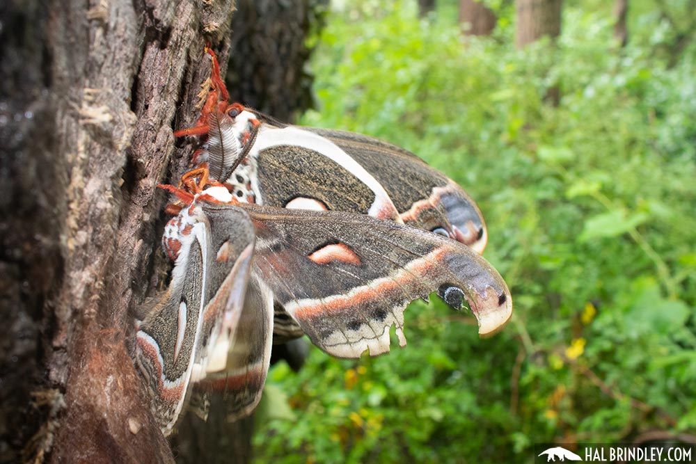 Mating moths