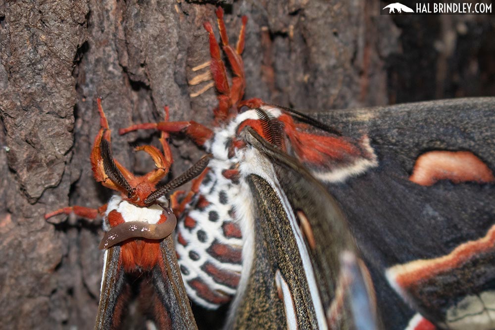 close up of moths